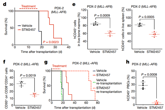STM2457 prevents the expansion of AML and reduces the number of leukemia-critical stem cells in the body-2